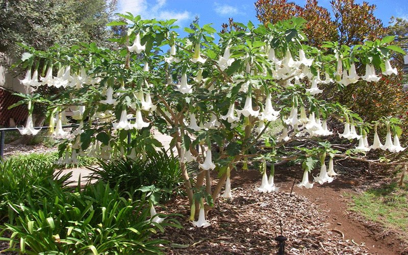 angeltrumpet-1