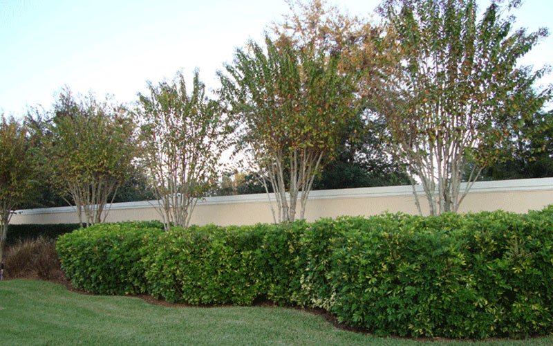 arboricola-green-landscape-shrub-for-sale-1