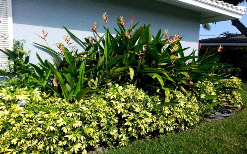 arboricola-trinette-landscape-shrub-for-sale-1