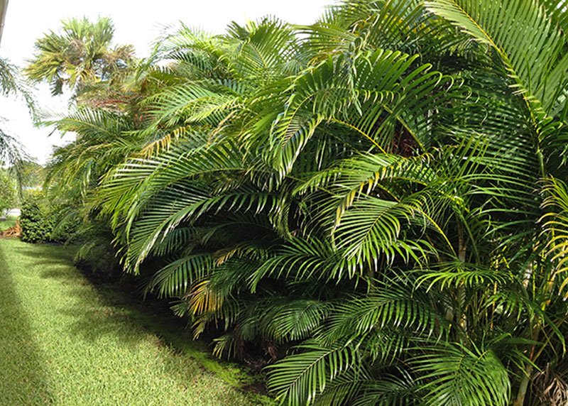 Areca Palm Tree