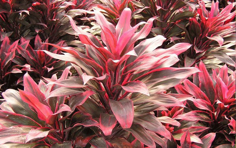 auntie-lou-cordyline-garden-plant-for-sale-1