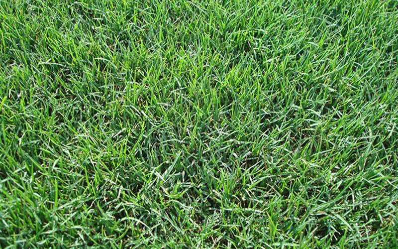 bermuda-sod-for-sale