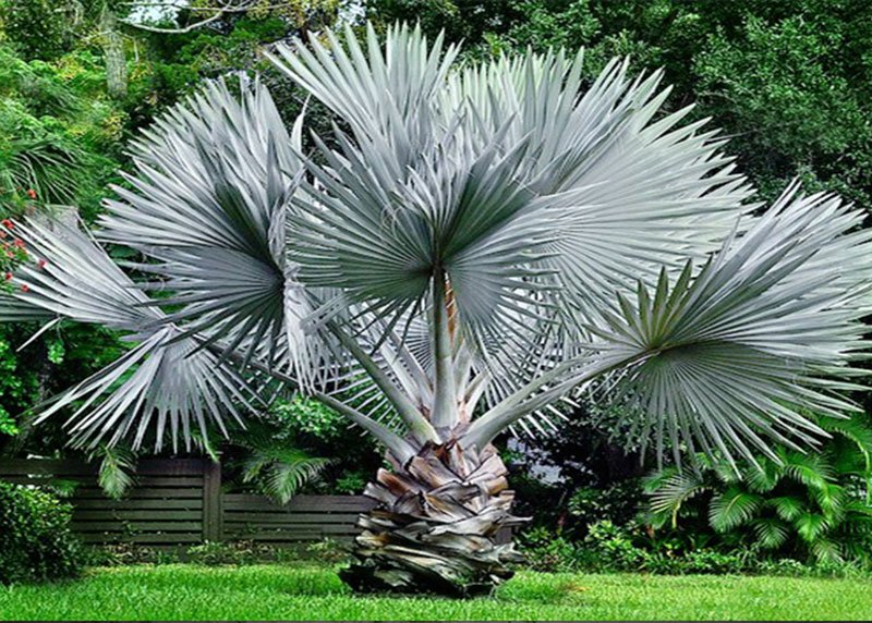 Bismarck Palm Tree