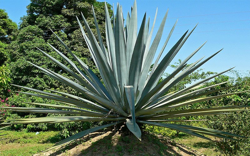 blue-agave-landscape-shrub-for-sale-1