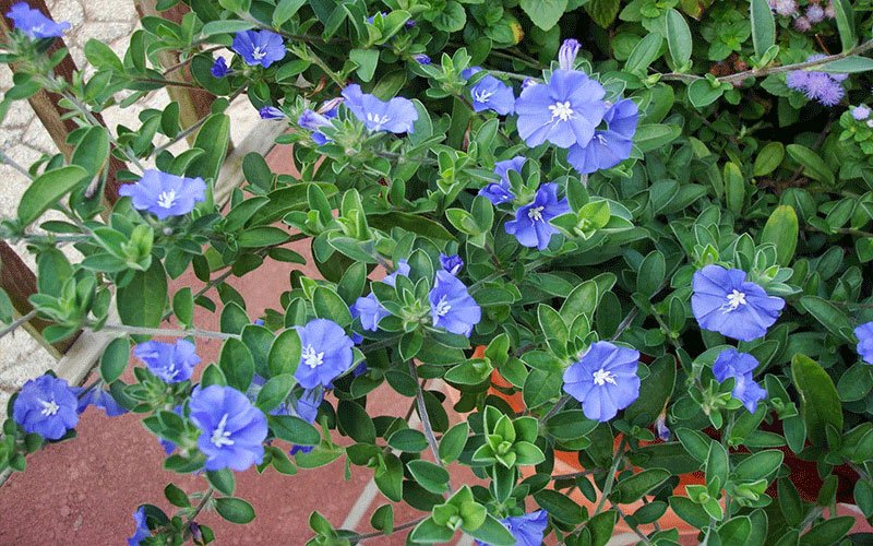 bluedaze-1