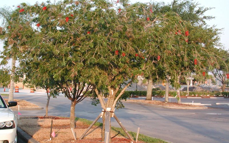 Bottlebrush