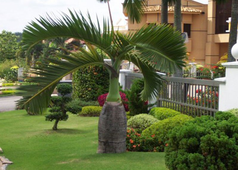 Bottle Palm Tree