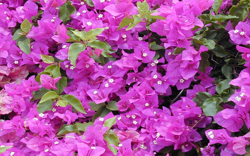 bougainvillea-1
