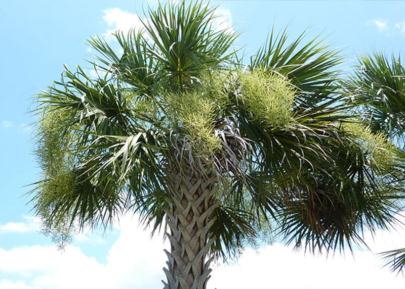 Cabbage Palm Tree