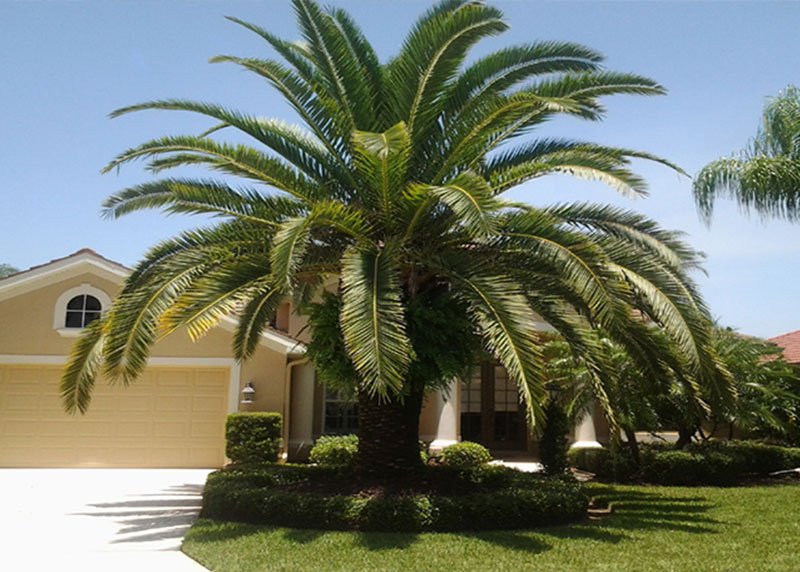 Canary Palm