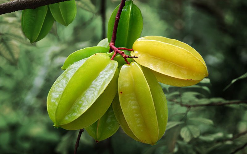 Carambola