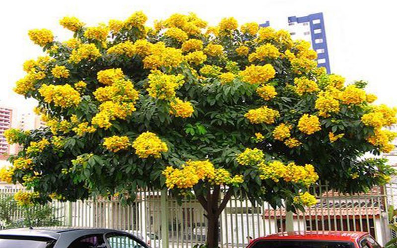 Cassia