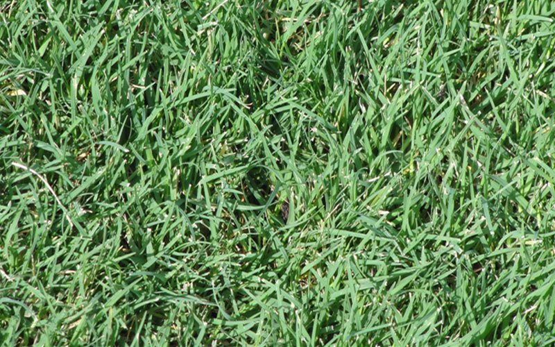 celebration-sod-for-sale