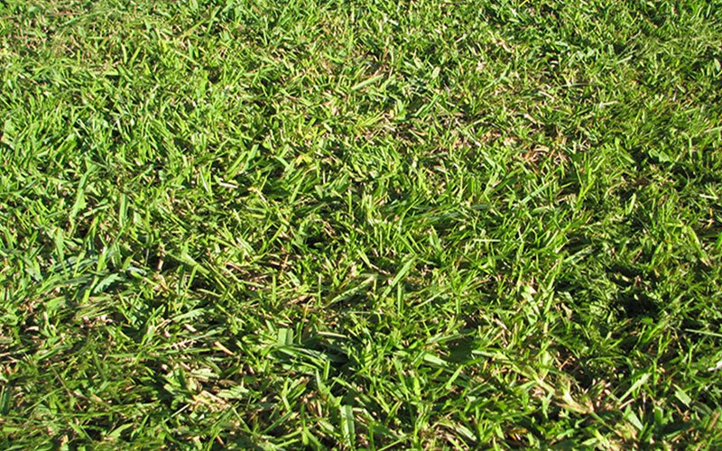 centipede-sod-for-sale