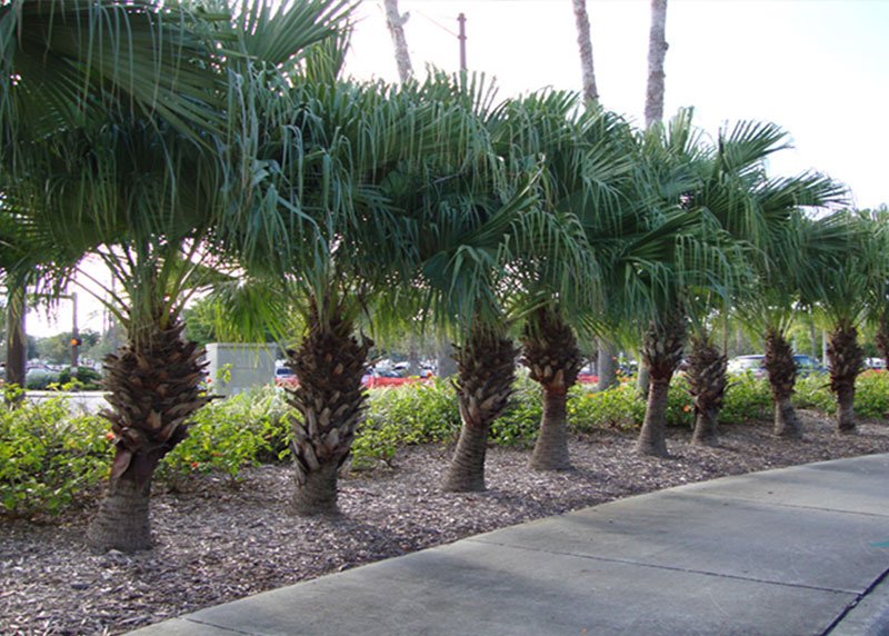 Chinese Palm