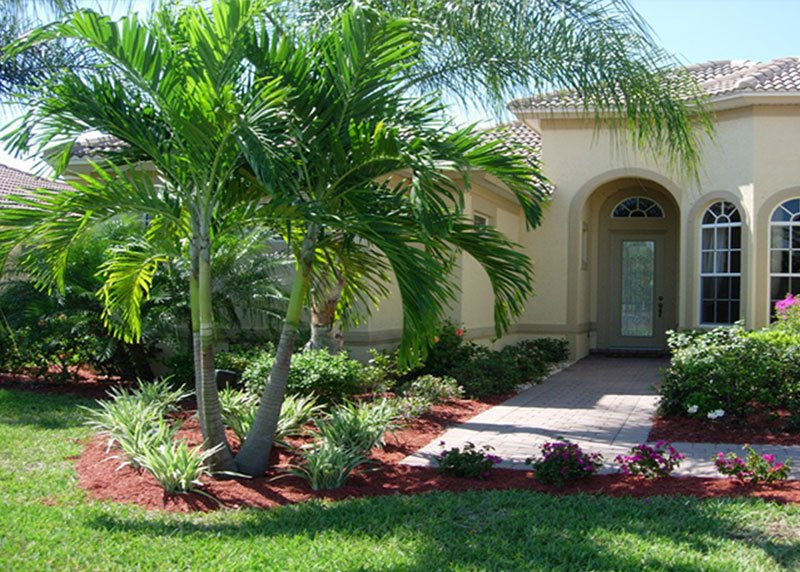 Christmas Palm