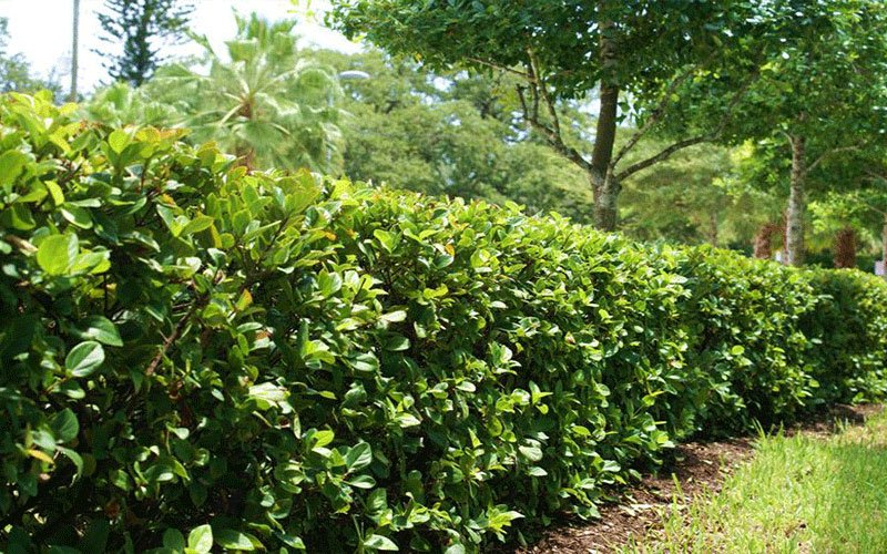 clusia-landscape-shrub-for-sale-1