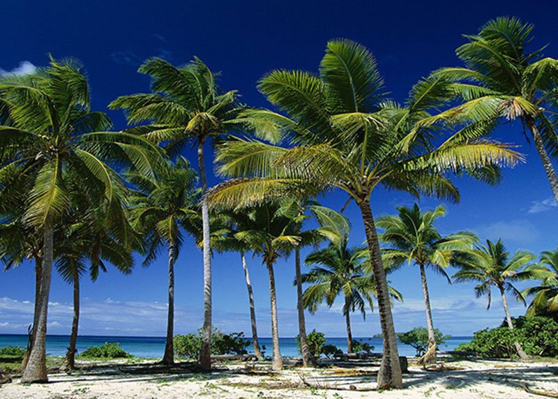 Coconut Palm