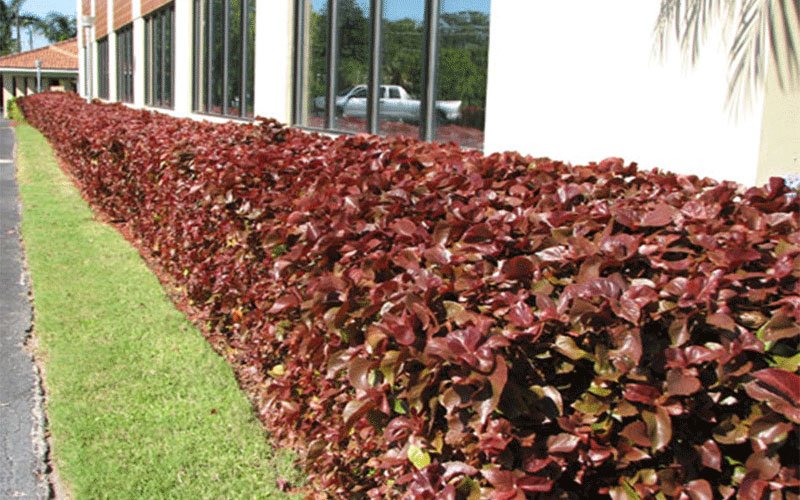 copperleaf-drawf-landscape-shrub-for-sale-1