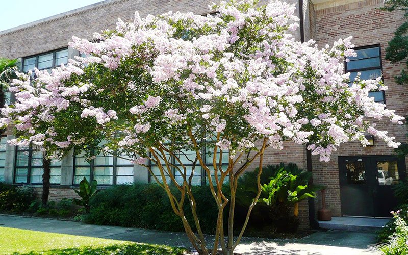 Crepe Myrtle