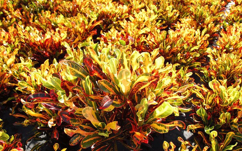 croton-mammy-landscape-shrub-for-sale-1