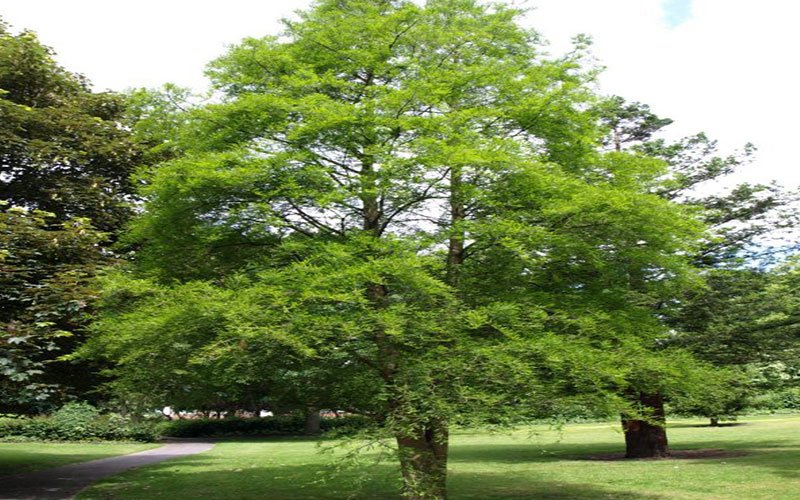 Cypress Tree
