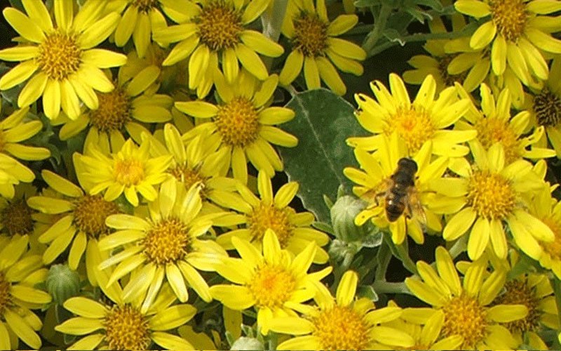 daisyyellowbush-1