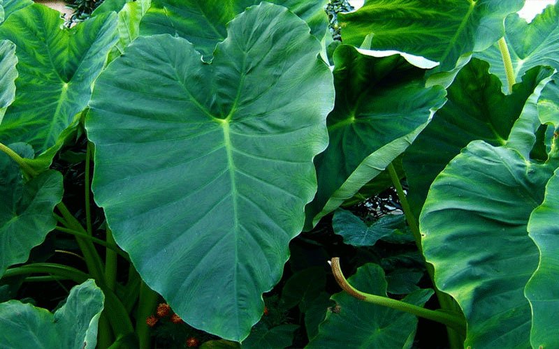 elephant-ear-garden-plant-for-sale-1