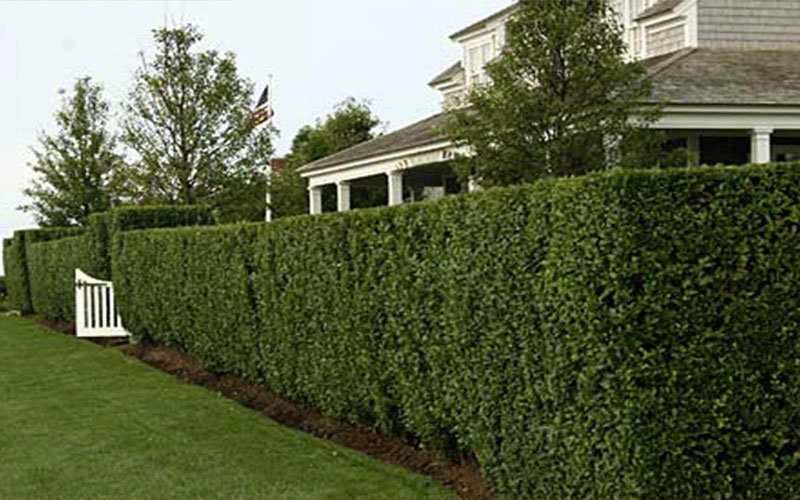 eugenia-landscape-shrub-for-sale-1