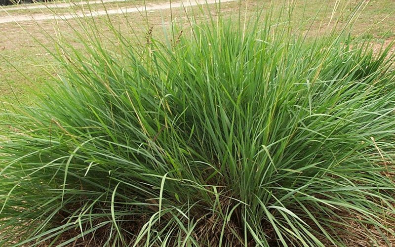 fakahatchee-ornamental-grass-for-sale-1
