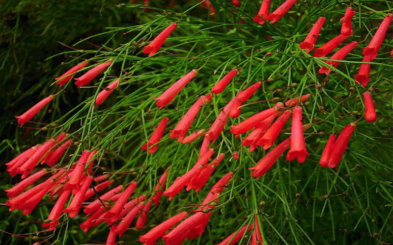 firecracker-1