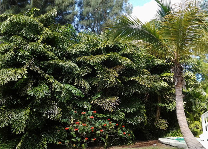 Fishtail Palm