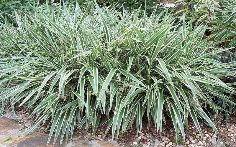 flaxlily-1