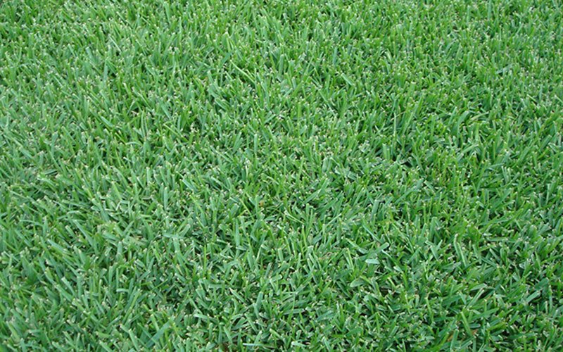 floratam-sod-for-sale