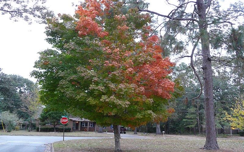 Florida Maple
