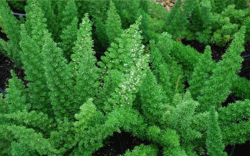 foxtail-fern-garden-plant-for-sale-1