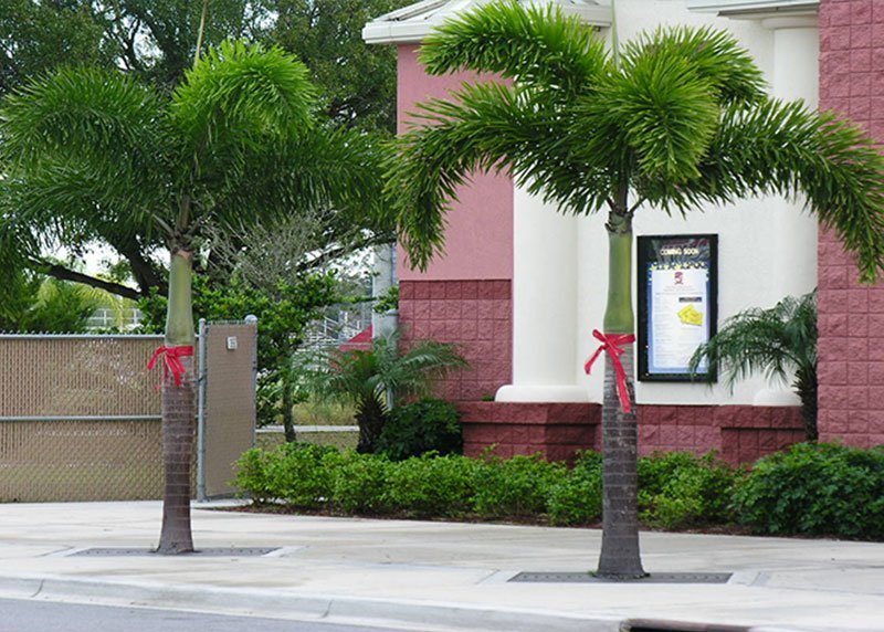 Foxtail Palms