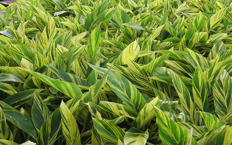 ginger-variegated-garden-plant-for-sale-1