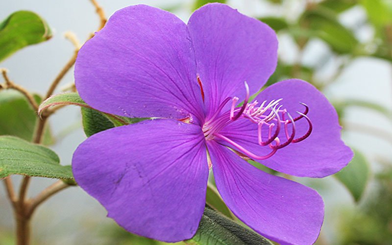 glorybush-1