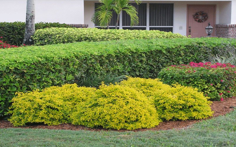 gold-mound-duranta-landscape-shrub-for-sale-1