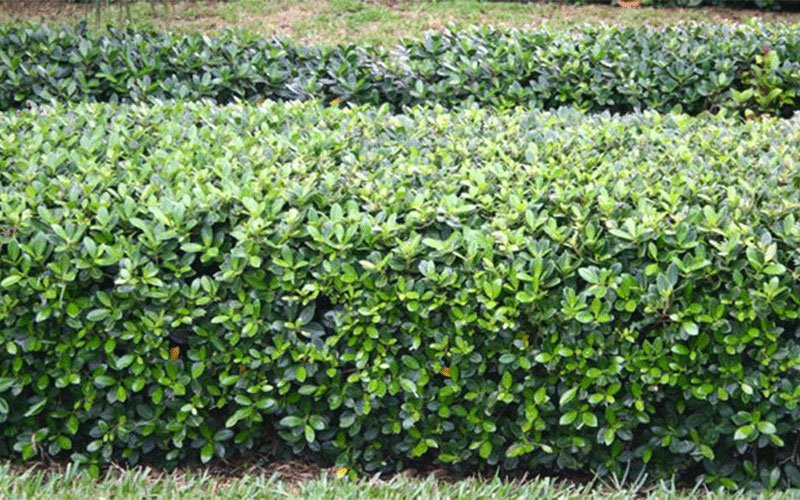 green-island-ficus-landscape-shrub-for-sale-1