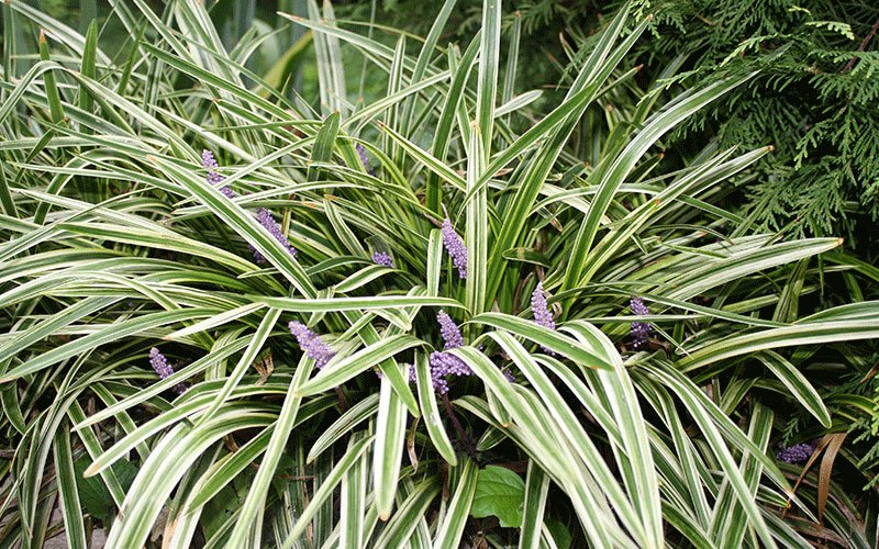 green-liriope-ornamental-grass-for-sale-1
