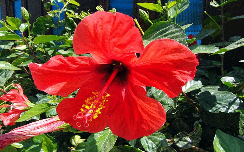 hibiscus-2