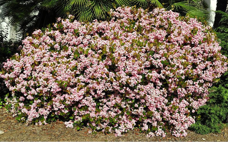 indianhawthorn-1