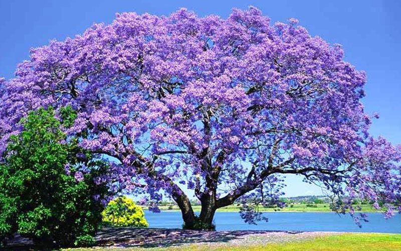 Jacaranda