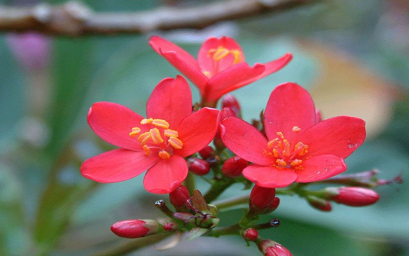 jatropha-1