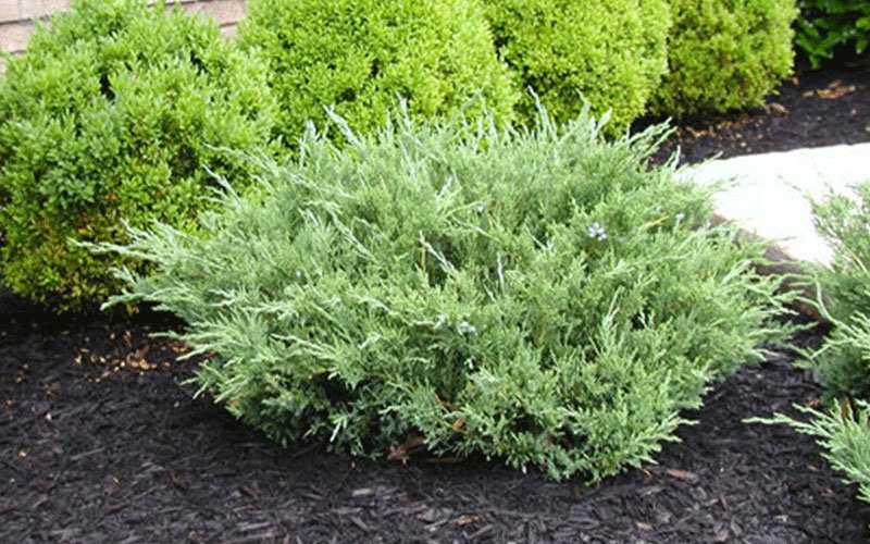 juniper-landscape-shrub-for-sale-1