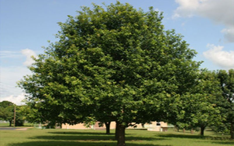 Laurel Oak