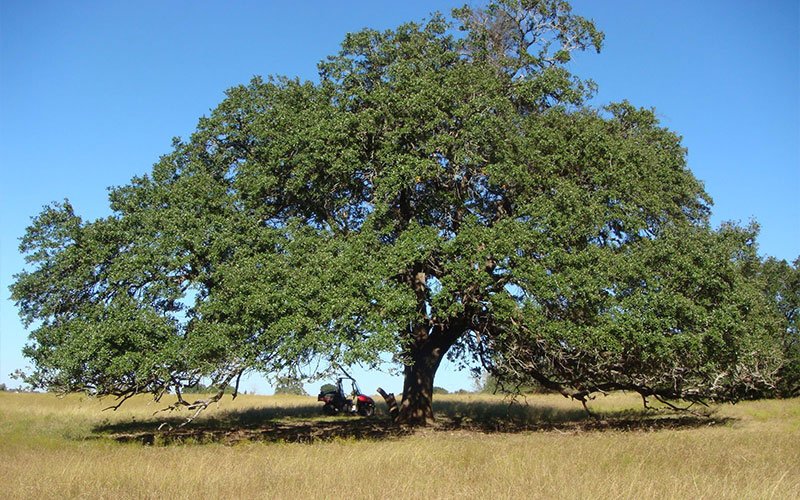 Live Oak