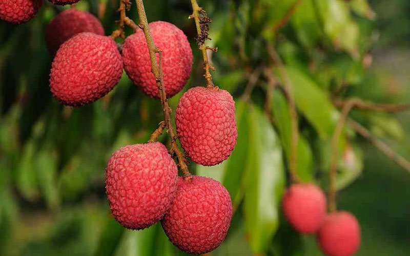 Lychee